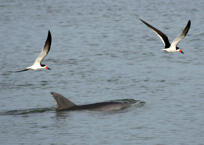 Dolphin & Skimmers