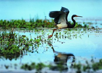 river birding cruise