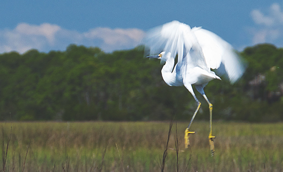 Kiawah_Sustainability