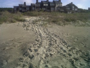 Mother sea turtle's track to her nest in the dunes