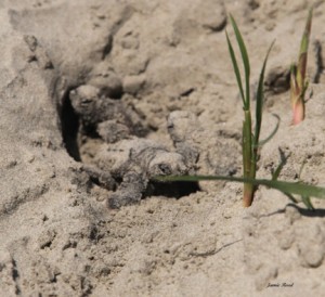 hatchlings emerge from the nest.