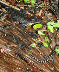 alligator babies