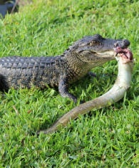 alligator eating eel