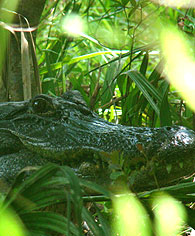 alligator nesting