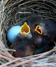 baby bluebirds