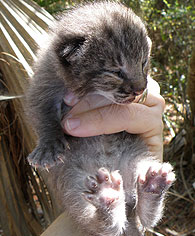 baby bobcat