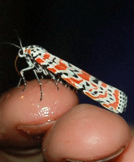 bella moth