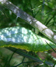 black swallowtail