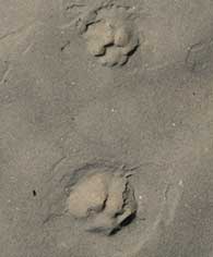 bobcat tracks