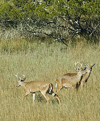 White-tailed Deer 