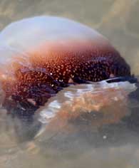 cannonball jellyfish