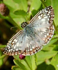 checkered skipper