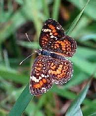 crescent butterfly