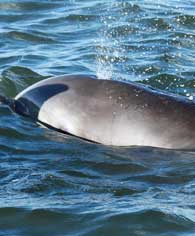 dolphin blowhole