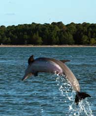 dolphin breaching