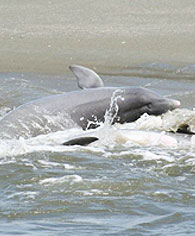 dolphin feeding