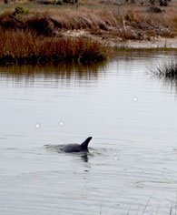 dolphin in lagoon