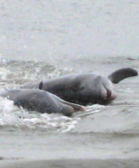 dolphins playing