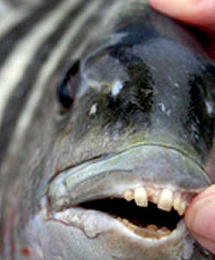 fish teeth