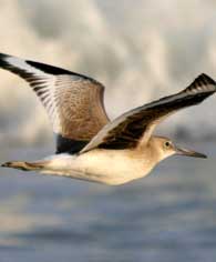 flying sanderling