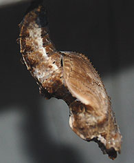 fritiallary chrysalis