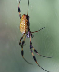 goldensilk spider
