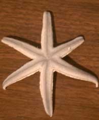 gray sea star