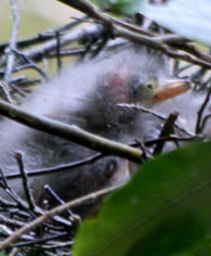 green horn nest