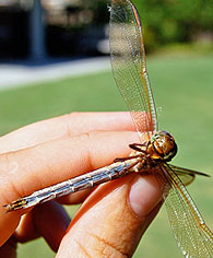 hand holding dragonfly