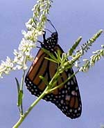 monarch butterfly