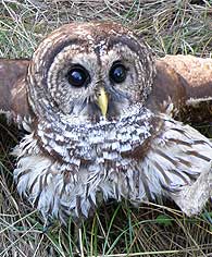 open winged owl