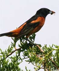 orchard oriole
