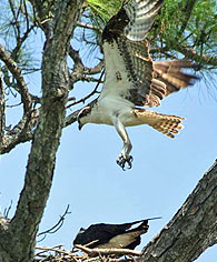 osprey landing