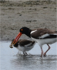 Oystercatcher Parent and Chick