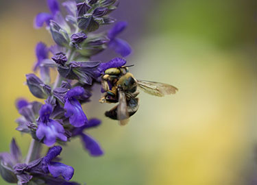 pollination exploration