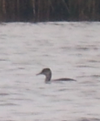 red necked grebe