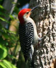 redbellied woodpecker