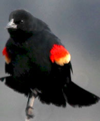 redwing black bird