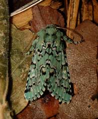 sallow moth