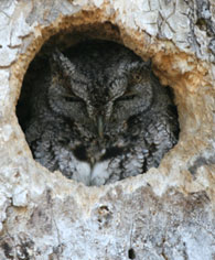 screech owl