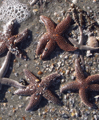 sea stars