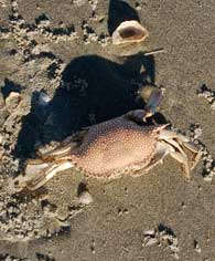 speckled crab