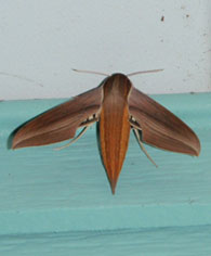 tersa moth