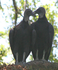 vulture love