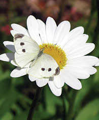 white butterfly