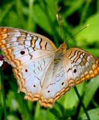 whitecolor butterfly