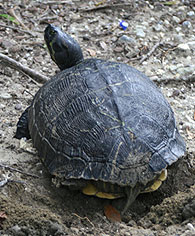 yellow bellied slider