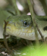 yellow rat snake