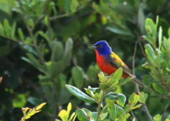 Painted Bunting