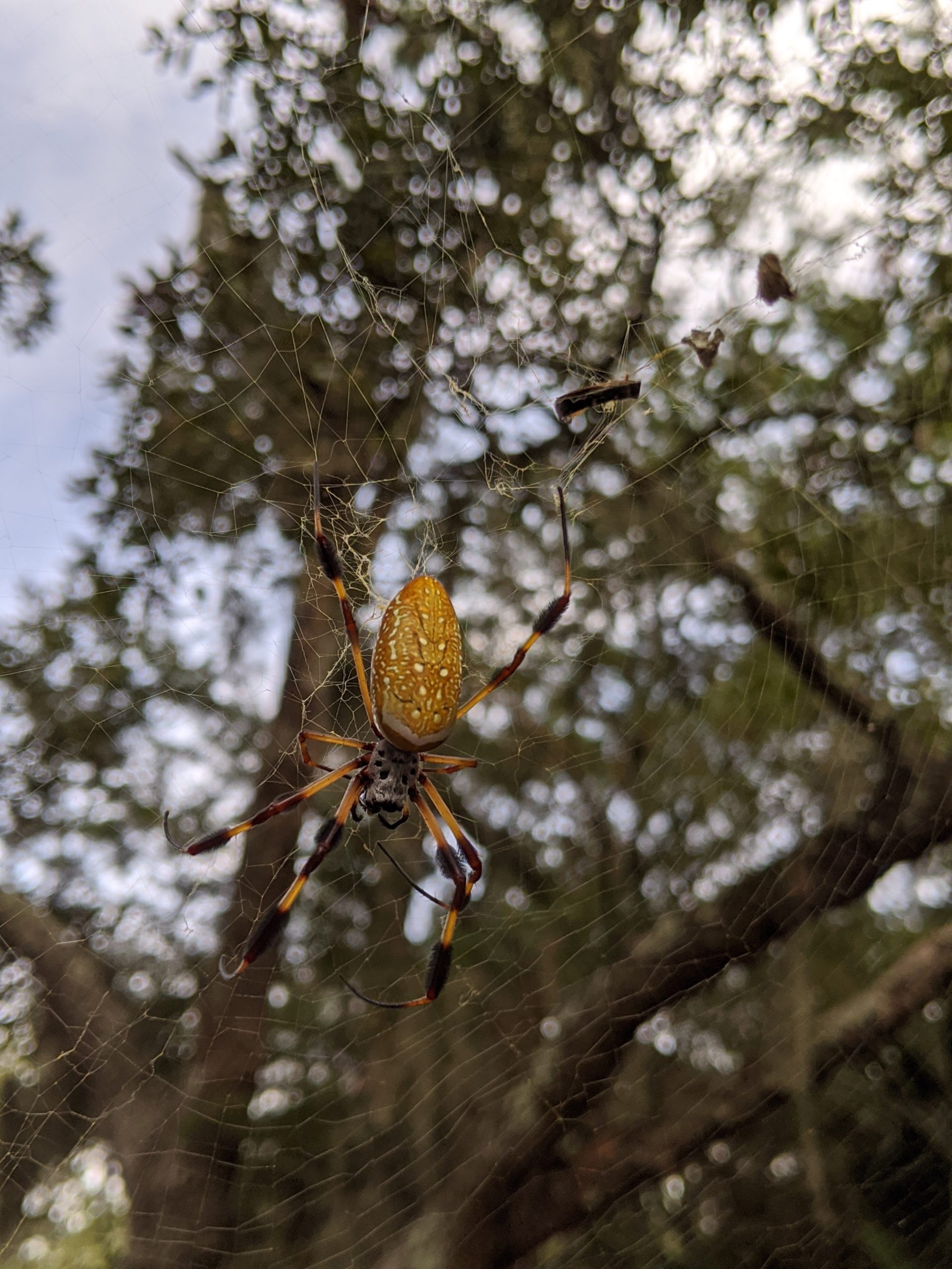 Kiawah Island Golf Resort Kiawah Wildlife Sightings 2020